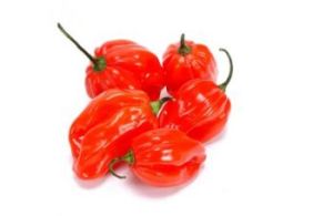 Naga Viper Hottest Chili Pepper